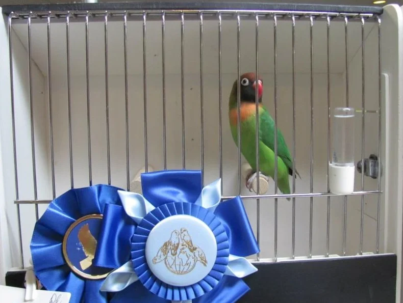 Black-Cheeked — African Love Bird Society